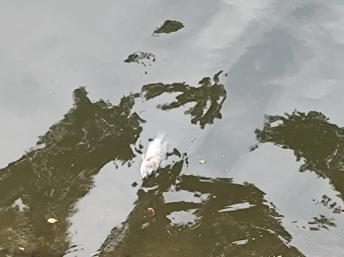Fenomena Ikan Mati Mendadak di Situ Plaza, Diskanak Bogor Turunkan Tim Investigasi – jabarekspres.com