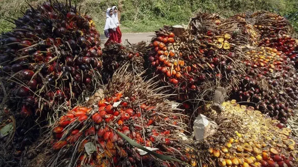 Tekanan Geopolitik dan Permintaan Global Dorong Kenaikan Harga Minyak Kelapa Sawit Mentah Tekanan Geopolitik dan Permintaan Global Dorong Kenaikan Harga Minyak Kelapa Sawit