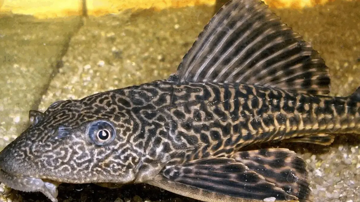 Jadi Buruan, Ini 5 Alasan Ikan Sapu-Sapu Tidak Disarankan Untuk Dikonsumsi Jadi Buruan, Ini 5 Alasan Ikan Sapu-Sapu Tidak Disarankan Untuk Dikonsumsi