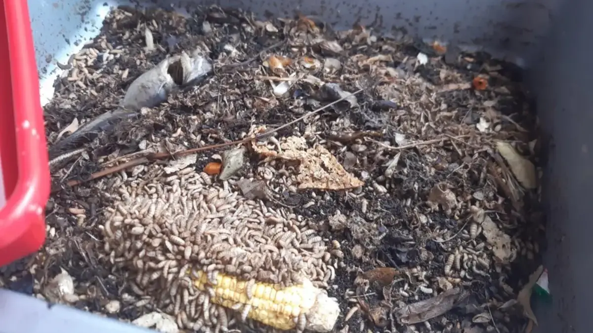 Budidaya Maggot BSF Jadi Strategi Atasi Krisis Sampah di Cimahi
