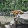 Seekor harimau saat berada di kandang di Kebun Binatang Bandung. Foto: Dimas Rachmatsyah / Jabar Ekspres