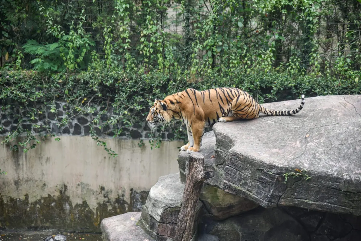 Dari Kebun Binatang hingga Teras Cihampelas, Potret Ketergantungan Pemkot Bandung  – jabarekspres.com
