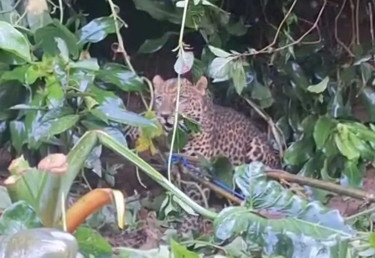 Macan Tutul Masuk Kawasan Permukiman di Gunung Mas Bogor, BKSDA Pastikan Bukan Milik TSI dan Telah Dievakuasi – jabarekspres.com