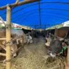 Jelang Iduladha, Satpol PP Ancam Tindak Tegas Penjual Kambing di Fasilitas Umum Kabupaten Bogor