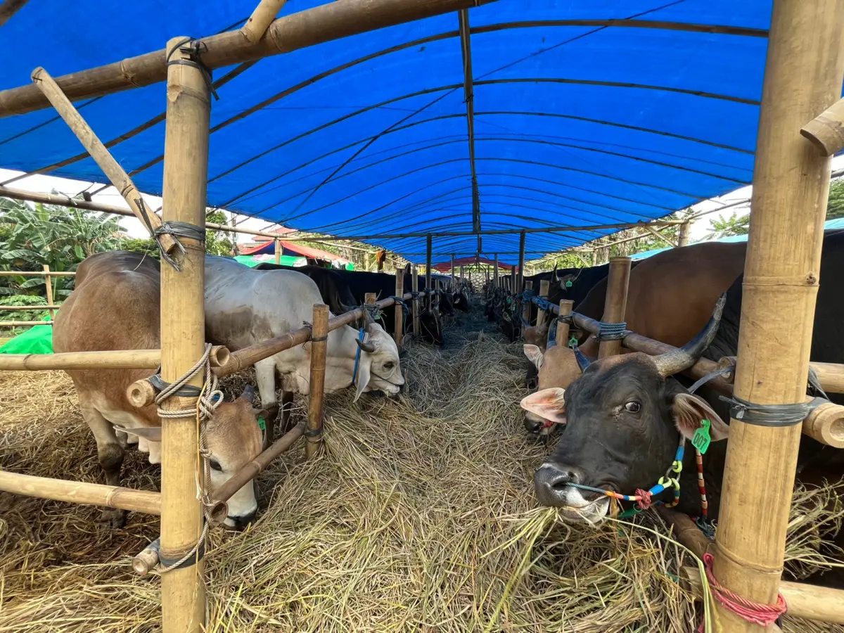 Larang Jual Kambing di Trotoar dan Fasum Jelang Iduladha, Satpol PP Bogor Ancam Angkut Paksa Pelanggar – jabarekspres.com