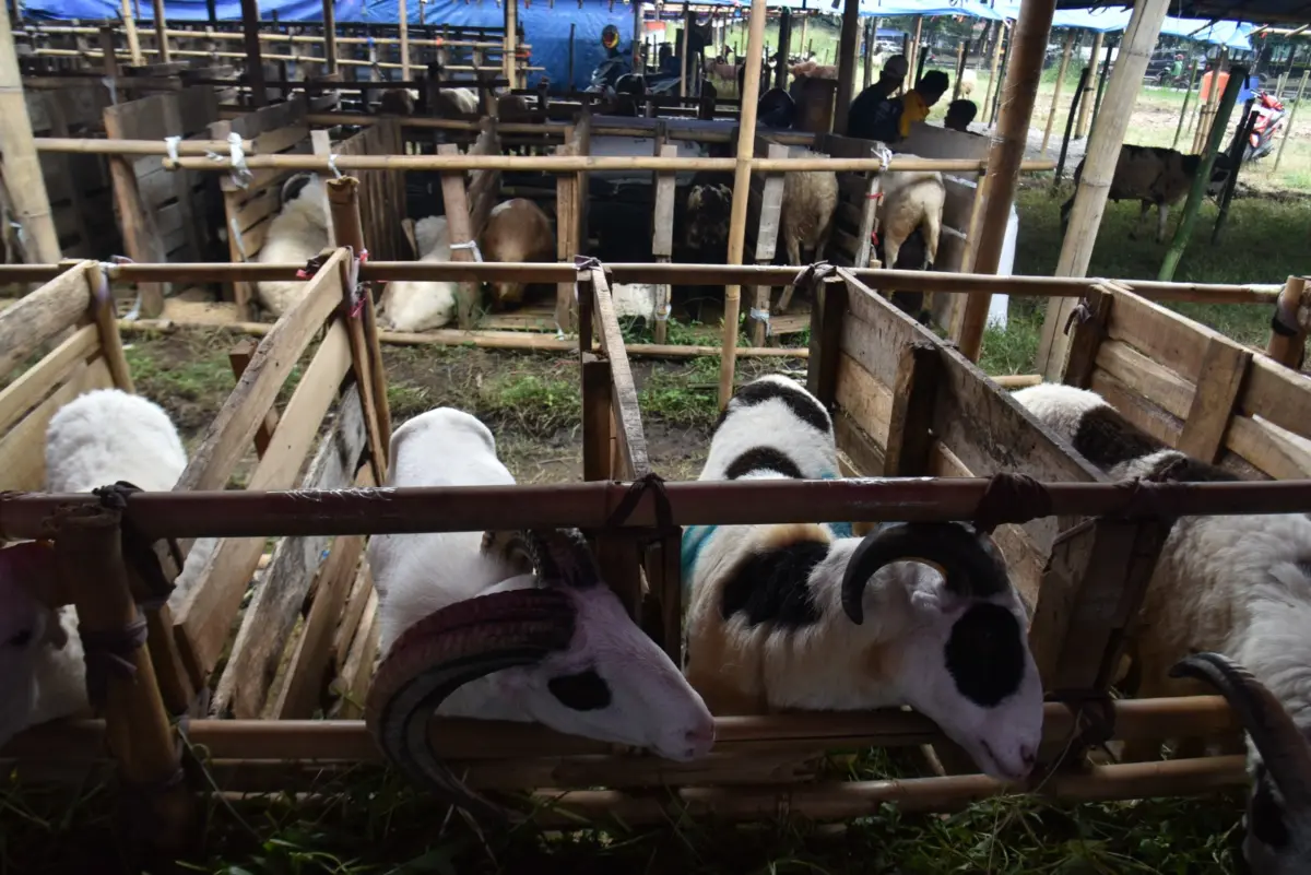 DKPP Bandung Siapkan 25 Ribu “Kalung Sehat” Jelang Iduladha 2026, Perketat Pengawasan Hewan Kurban – jabarekspres.com