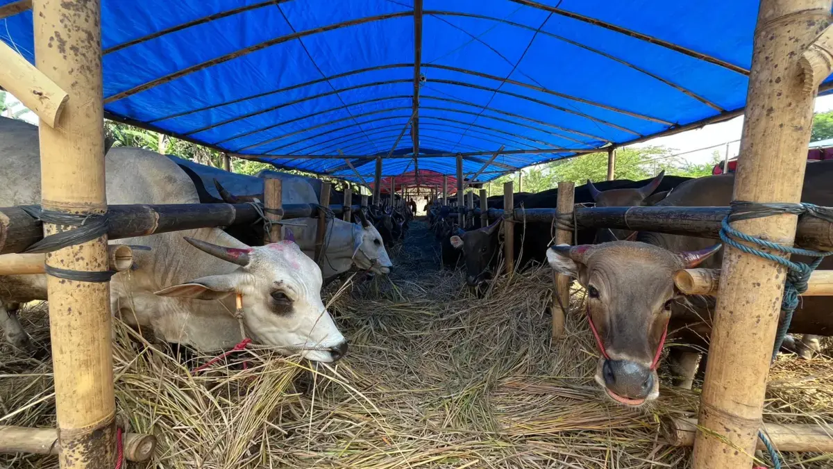Jelang Iduladha, 60 Persen Sapi Kurban di Kabupaten Bogor Masih Disuplai dari Luar Daerah