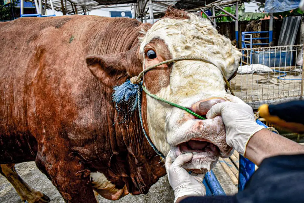 Jelang Idul Adha, 61 Petugas Sisir 270 Lapak Hewan Kurban di Bandung Barat – jabarekspres.com