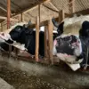 Sapi di Kecamatan Cisarua, Bandung Barat. Dok Jabar Ekspres/Suwitno