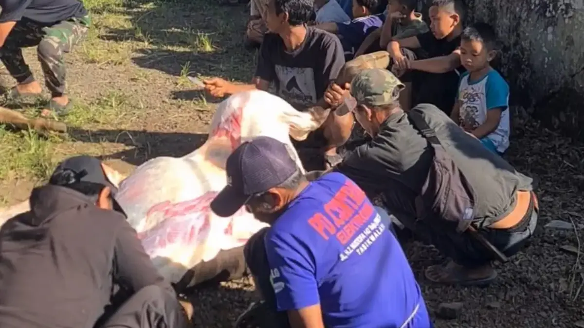 Foto : Dok / Hendi Caption : Suasana penyembelihan hewan kurban di perkampungan daerah Singaparna, Kabupaten T