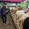 Pedagang memasarkan hewan kurban de­ngan siaran langsung melalui platform media sosial di lapak Saung Qurban,