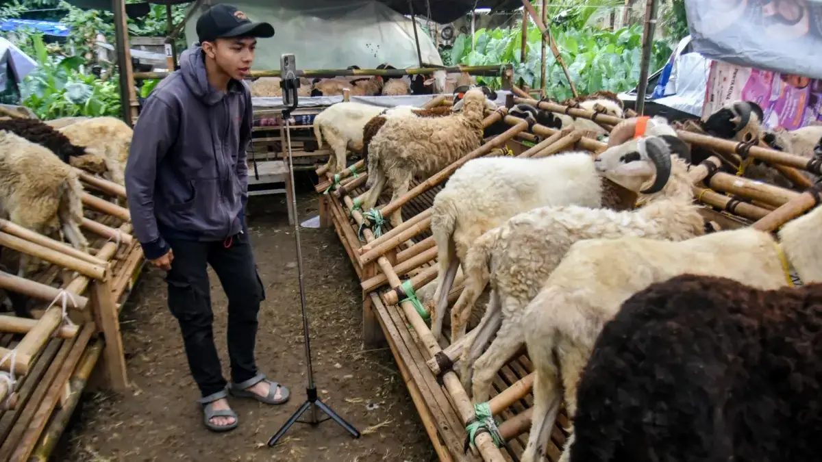Unik! Pedagang Hewan Kurban di Bandung Raup Cuan Lewat Live TikTok Pedagang memasarkan hewan kurban dengan siaran langsung melalui platform media sosial di lapak Saung Qurban,