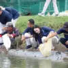 Agrinas Jaladri Salurkan 19.500 Benih Ikan Nila Salin untuk Pembudidaya di Subang