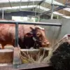Peternak memberi pakan kepada sapi di kandang kawasan Kecamatan Cisarua, Kabupaten Bandung Barat. Dok Jabar Ek