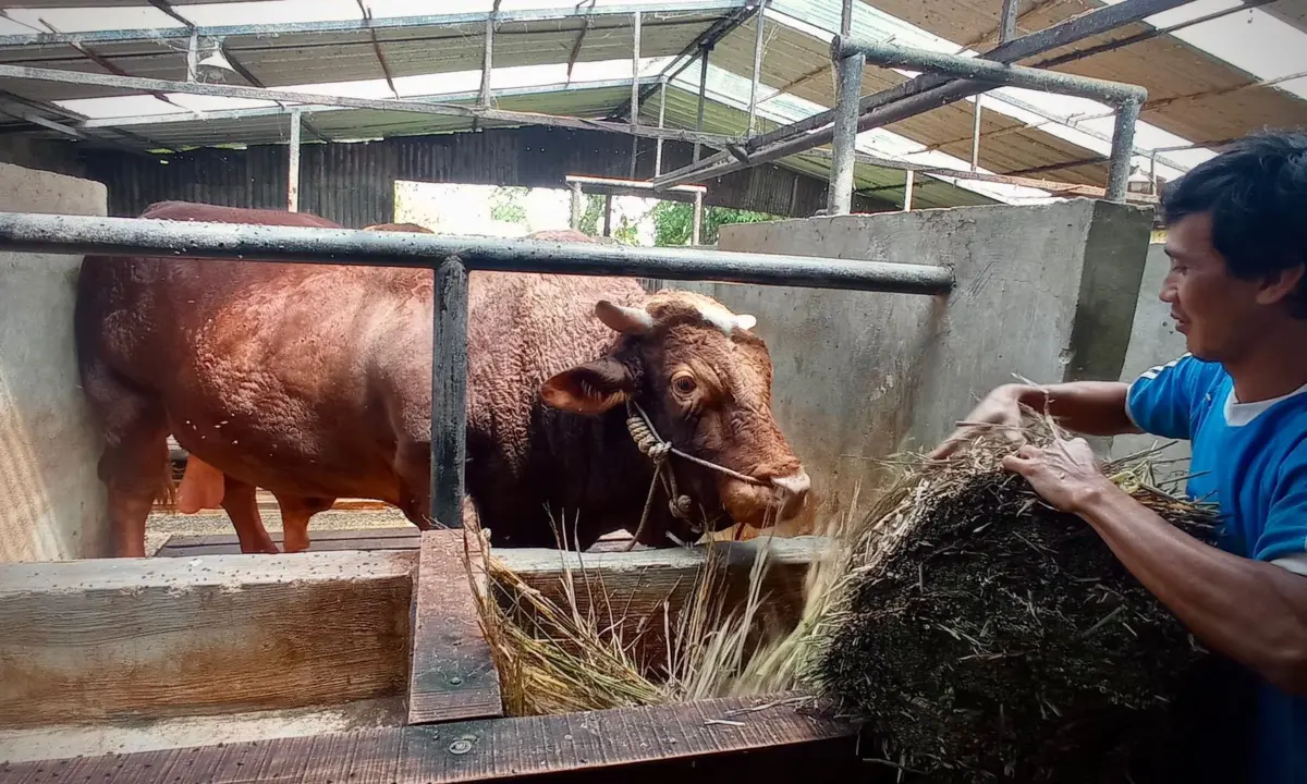 Jelang Idul Adha, Warga Bandung Barat Diminta Waspada Saat Beli Hewan Kurban – jabarekspres.com