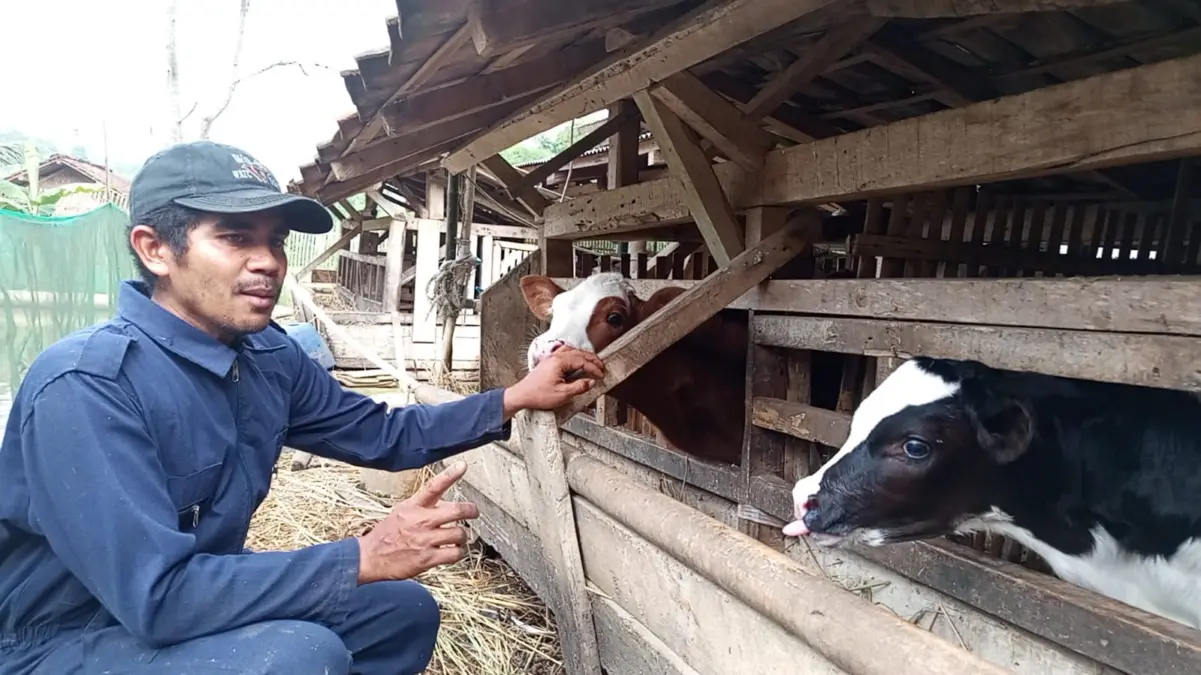 Kotoran Hewan Ternak Belum Sepenuhnya Terolah Kotoran Hewan Ternak Belum Sepenuhnya Terolah