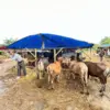 Didatangkan dari Bima NTB, Sapi Kurban di Cibinong Bogor Dibanderol Rp15 Juta hingga Rp45 Juta
