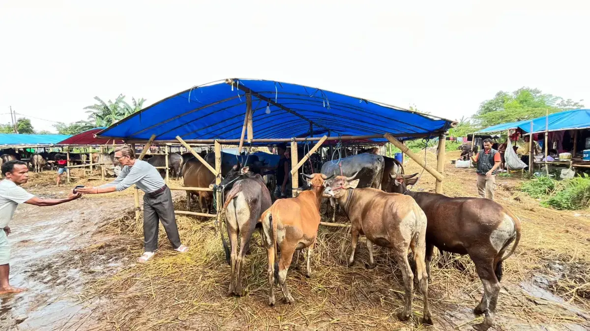 Didatangkan dari Bima NTB, Sapi Kurban di Cibinong Bogor Dibanderol Rp15 Juta hingga Rp45 Juta