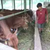 Peternakan rumah kurban di Kecamatan Cilengkrang, Kabupaten Bandung, Jumat (15/5/2026). Foto Agni Ilman Darmaw