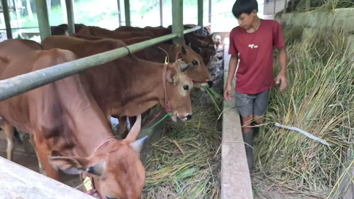 Jelang Idul Adha 2026, Peternak Bandung Kelimpungan Cari Sapi karena Permintaan Melonjak Peternakan rumah kurban di Kecamatan Cilengkrang, Kabupaten Bandung, Jumat (15/5/2026). Foto Agni Ilman Darmaw