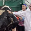 Jeje Ritchie Pantau Langsung Proses Pemotongan Hewan Kurban di RPH KBB