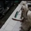 Pocong dengan senjata tajam menebar teror di Kecamatan Ngamprah dan Padalarang, Bandung Barat. Dok istimewa