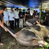 Sapi Kurban Presiden Disembelih di Kayumanis Bogor, Distribusi Daging Diperkirakan 1.000 Kantong 