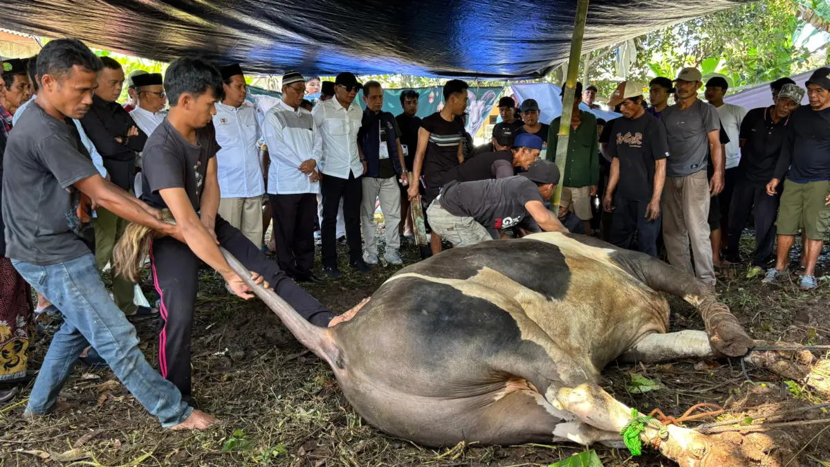 Sapi Kurban Presiden Disembelih di Kayumanis Bogor, Distribusi Daging Diperkirakan 1.000 Kantong Sapi Kurban Presiden Disembelih di Kayumanis Bogor, Distribusi Daging Diperkirakan 1.000 Kantong