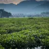 Usai Diserang Nyamuk, Warga Bantaran Waduk Saguling Desak Tumpukan Eceng Gondok Dibersihkan