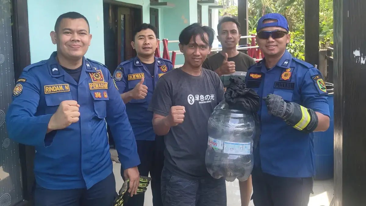 Kobra Jawa 1,2 Meter Masuk Celah Rumah Warga Cicalengka, Damkar Kabupaten Bandung Bobok Tembok untuk Evakuasi