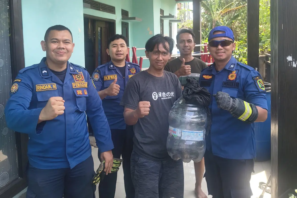 Kobra Jawa 1,2 Meter Masuk Celah Rumah Warga Cicalengka, Damkar Kabupaten Bandung Bobok Tembok untuk Evakuasi – jabarekspres.com