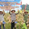 Kapolres Tasikmalaya pimpin Panen Raya Jagung/ Istimewa