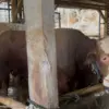 Endang Sulaiman bersama dengan Si Bison, Sapi Kurban milin presiden RI Prabowo Subianto, di Desa Kertamandala