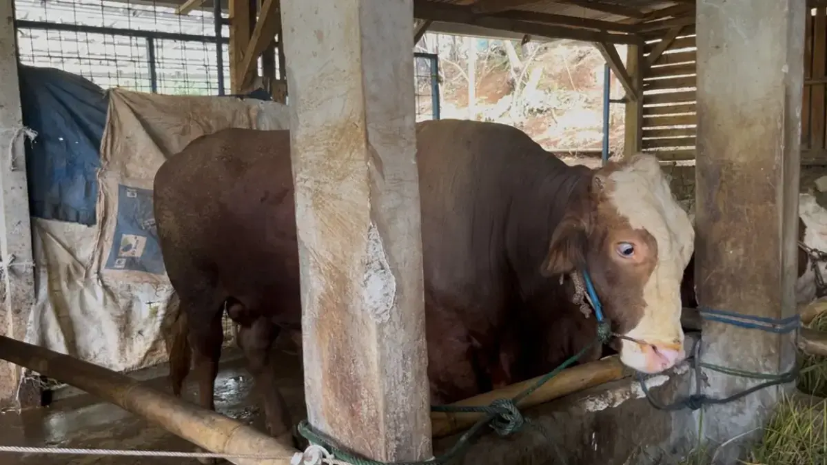 Endang Sulaiman bersama dengan Si Bison, Sapi Kurban milin presiden RI Prabowo Subianto, di Desa Kertamandala