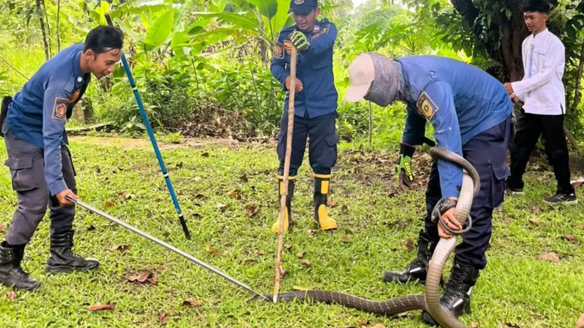 Ngeri! King Kobra Masuk ke Halaman Rumah Warga di Tenjo Bogor, Evakuasi Damkar Berlangsung 1,5 Jam