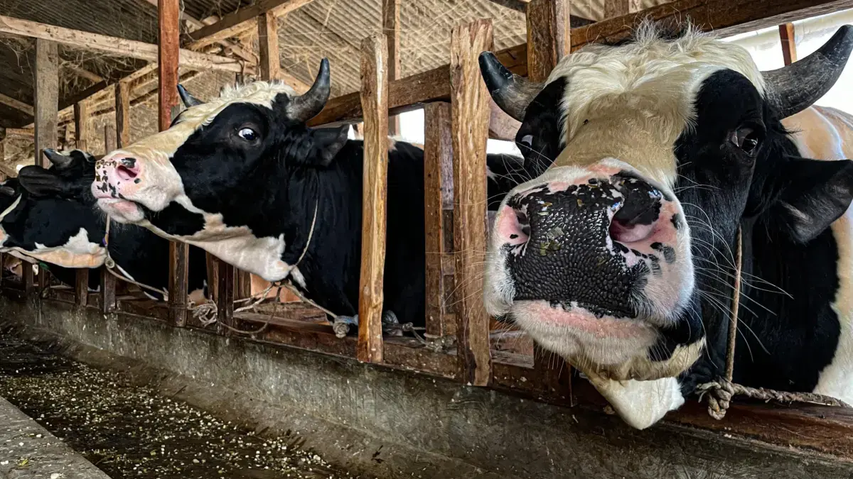 Jelang Iduladha, Harga Sapi Kurban di KBB Naik Rp3 Juta per Ekor
