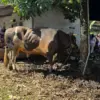Sapi kurban bantuan dari Presiden RI, Prabowo Subianto untuk warga Kota Bogor yang disembelih di RW 11