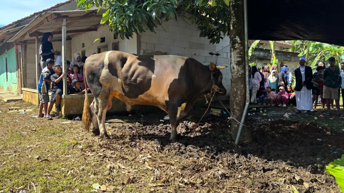 Sapi kurban bantuan dari Presiden RI, Prabowo Subianto untuk warga Kota Bogor yang disembelih di RW 11