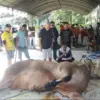 Momen Iduladha 2026, UNIDA Bagikan Daging Kurban untuk 2.500 Warga