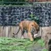 Perbaikan Kandang Hampir Rampung, Bandung Zoo Siapkan Program Breeding dan Tunggu Pengelola Baru