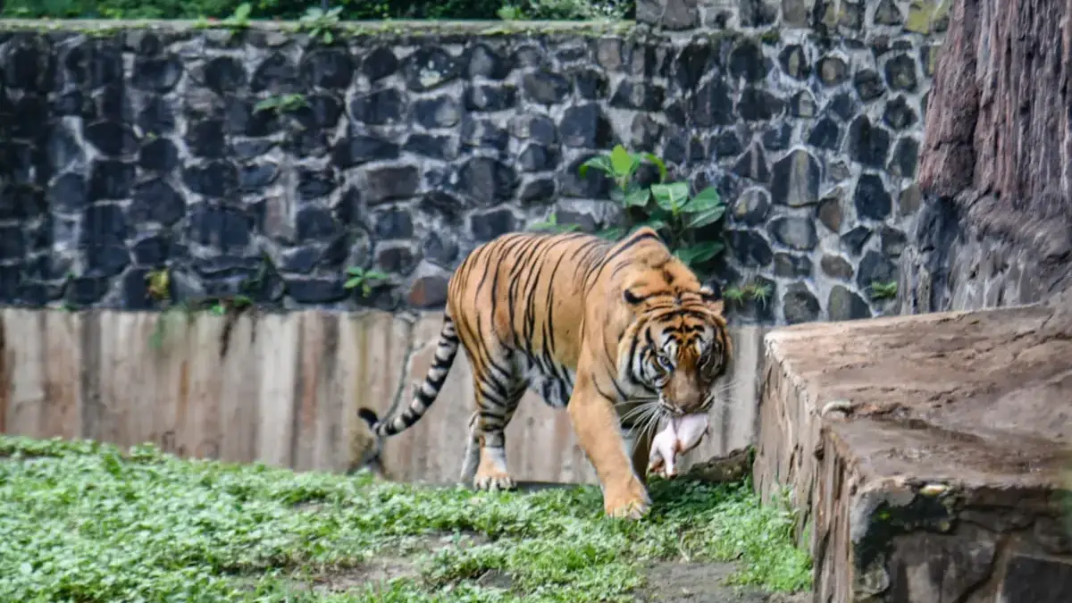 Perbaikan Kandang Hampir Rampung, Bandung Zoo Siapkan Program Breeding dan Tunggu Pengelola Baru
