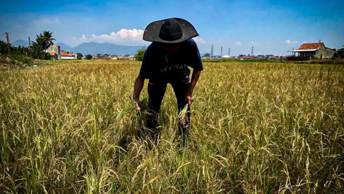 Lahan pertanian di wilayah Kecamatan Batujajar, Bandung Barat alami kekeringan. Dok Jabar Ekspres/Suwitno