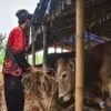 Peternak memberi makan hewan kurban sapi di Jalan Soekarno Hatta, Kota Bandung, Rabu (6/5). Foto: Dimas Rachma