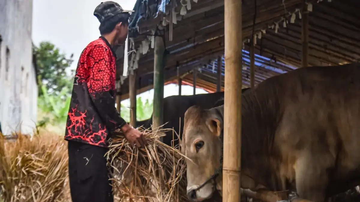 Peternak memberi makan hewan kurban sapi di Jalan Soekarno Hatta, Kota Bandung, Rabu (6/5). Foto: Dimas Rachma