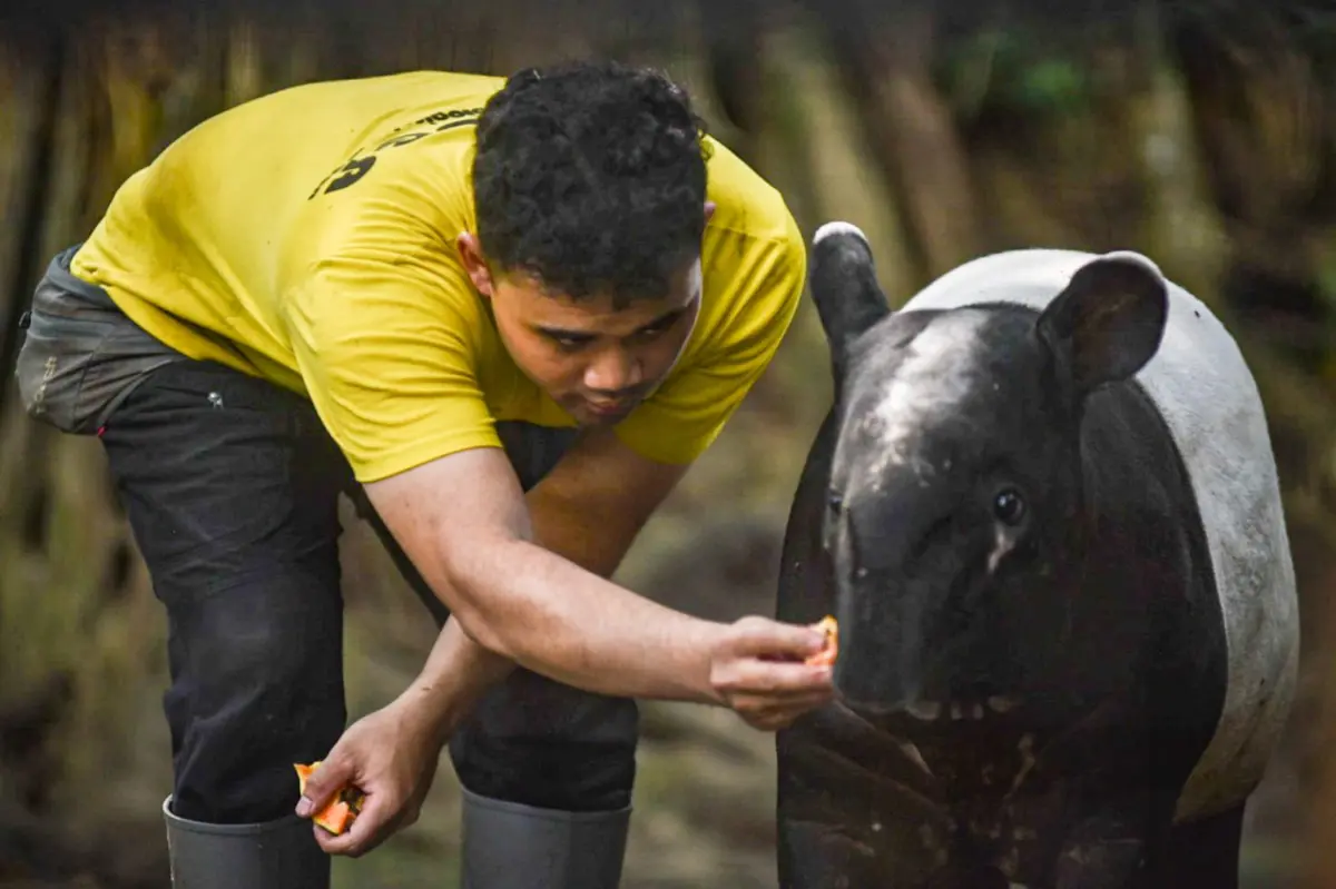 Belum Diputuskan Pengelola Baru, Dedi Mulyadi Tawarkan Opsi BUMD Kelola Bandung Zoo – jabarekspres.com