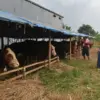 Warga melihat hewan kurban sapi di Jalan Soekarno Hatta, Kota Bandung, Jumat (8/5). Foto: Dimas Rachmatsyah