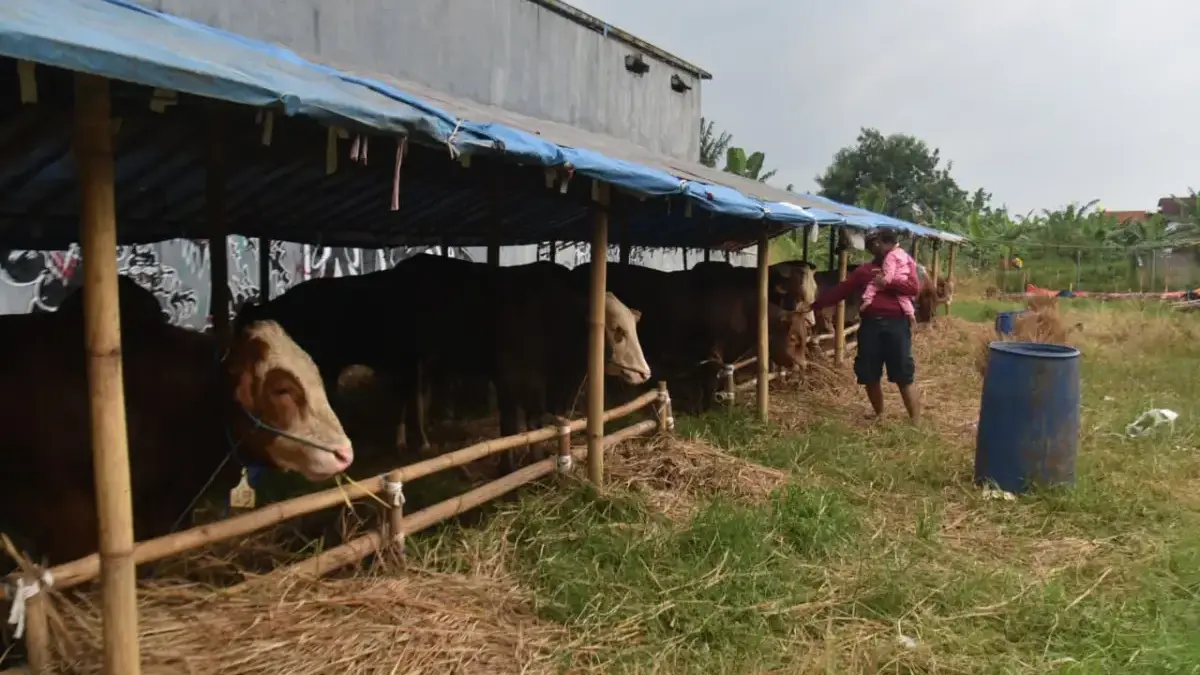 Warga melihat hewan kurban sapi di Jalan Soekarno Hatta, Kota Bandung, Jumat (8/5). Foto: Dimas Rachmatsyah