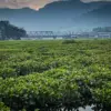 Tumpukan eceng gondok menutupi bantaran Waduk Saguling di Desa Rancapanggung, Kecamatan Cililin, Kabupaten Ban