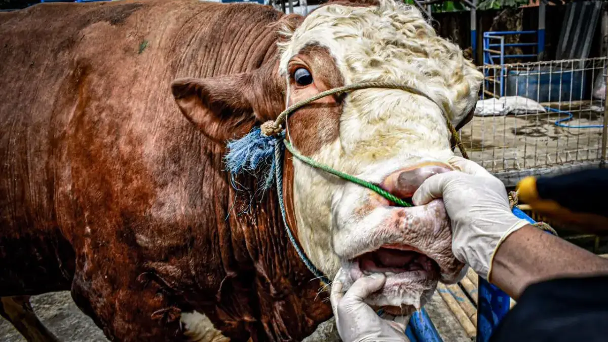 Jelang Hari Raya Iduladha 2026, Permintaan Sapi di Bandung Barat Meningkat Drastis Petugas kesehatan hewan (Keswan) pada Dinas Peternakan dan Perikanan Bandung Barat saat memeriksa sapi kurban.