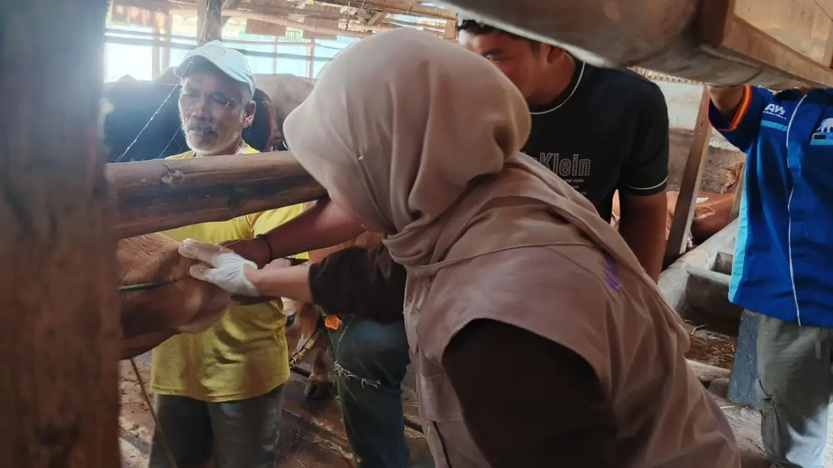 Disnakkan Ciamis Periksa 40 Sapi di Sriwijaya Farm Jelang Iduladha, 33 Ekor Layak Kurban